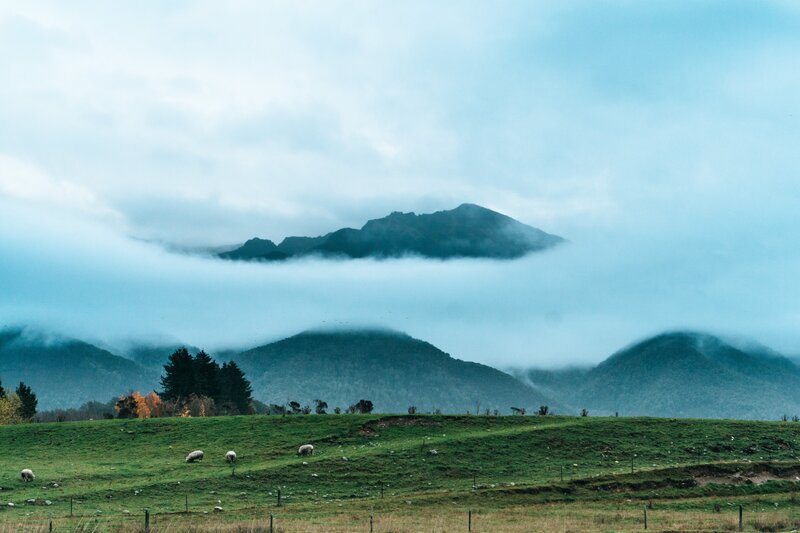 Sheep Grazing in Field — Green, Serene, Morning, Photograph, Mountains