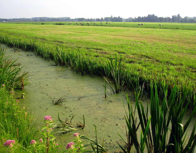 Sheep Grazing in Field — Green, Serene, Morning, Photograph, River