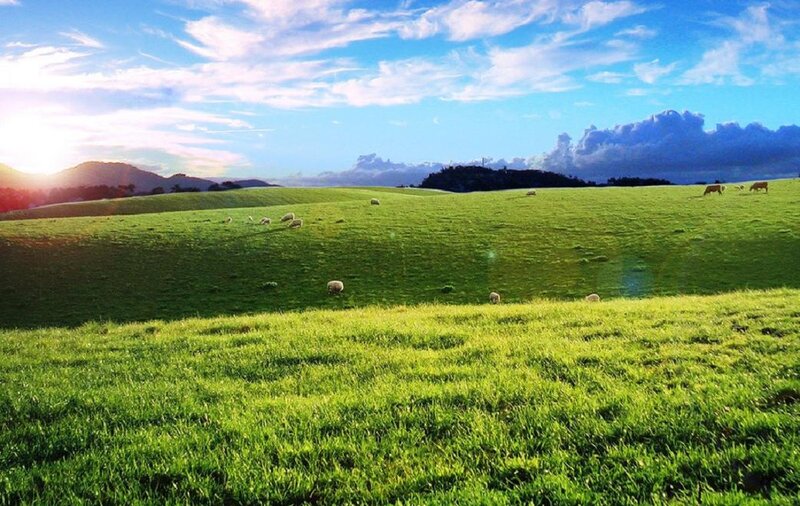 Sheep Grazing in Field — Green, Serene, Morning, Photograph