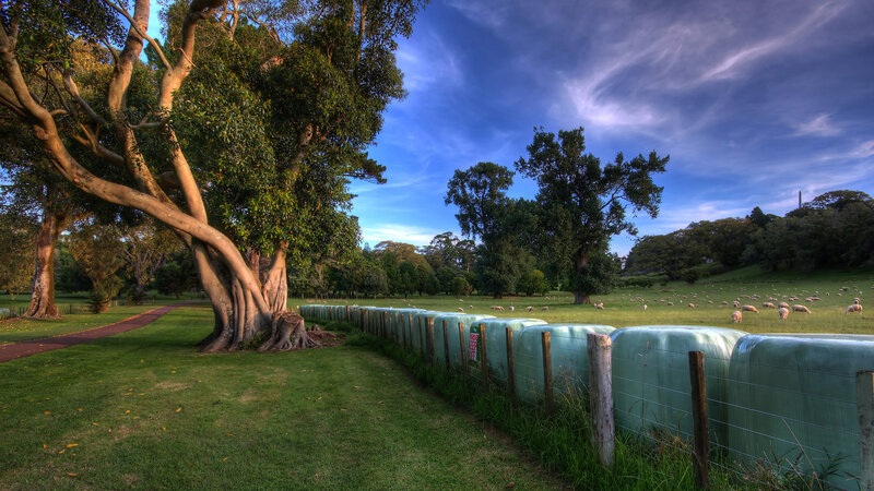 Sheep Grazing in Field — Green, Serene, Morning, Photograph, Trees, Hay Bales