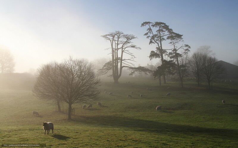 Sheep Grazing in Field — Green, Serene, Morning, Photograph, Trees