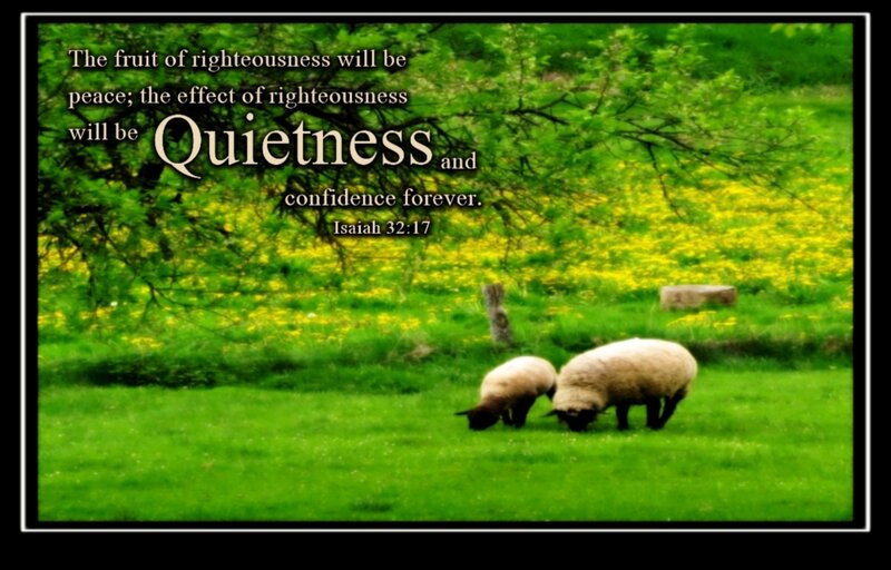 Sheep Grazing in Field — Green, Serene, Spring, Photograph