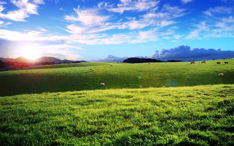 Sheep Grazing in Field — Green, Serene, Sunrise