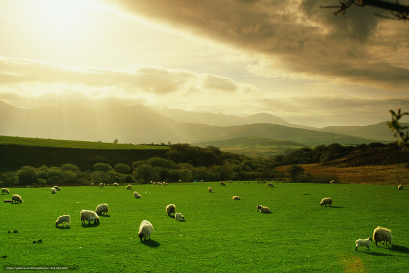 Sheep Grazing in Field — Green, Serene, Sunset, Photograph, Mountains