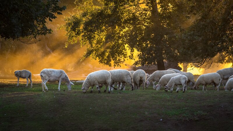 Sheep Grazing in Field — Green, Serene, Sunset, Photograph, Trees, Dust