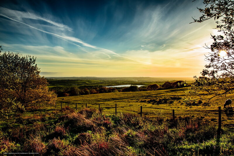 Sheep Grazing in Field — Green, Serene, Sunset, Photograph, Trees, Fence