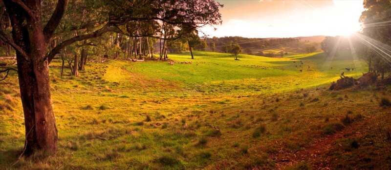 Sheep Grazing in Field — Green, Serene, Sunset