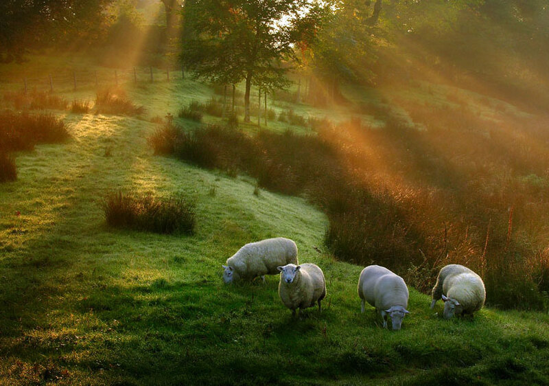 Sheep Grazing in Field — Green, Serene