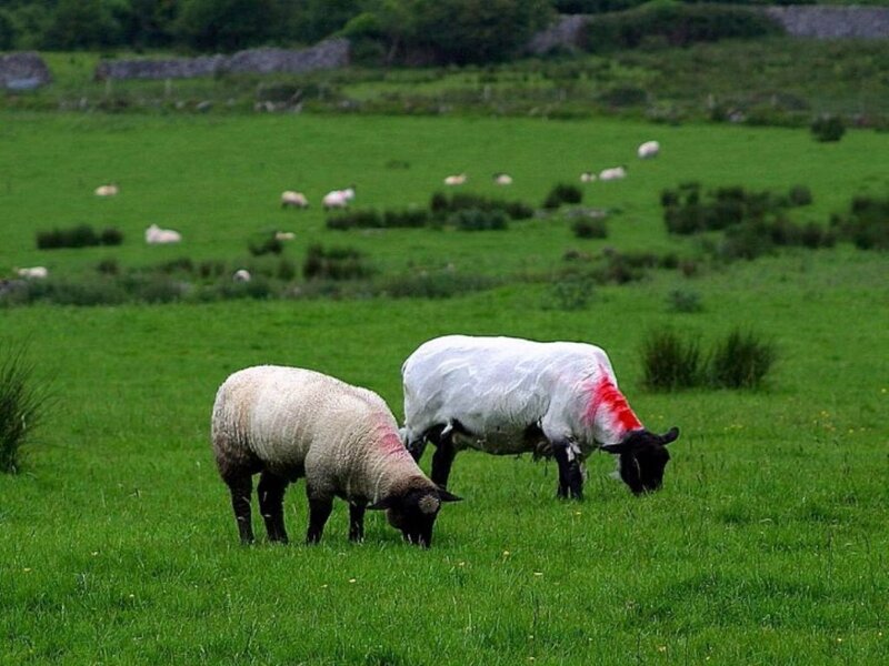 Sheep Grazing in Field — Green