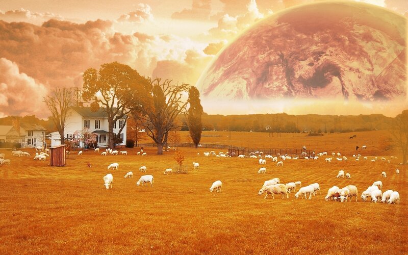 Sheep Grazing in Field — Orange