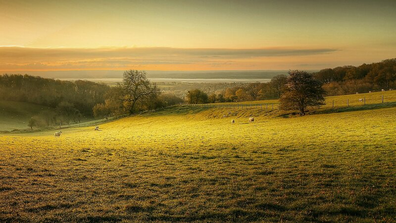 Sheep Grazing in Field — Yellow, Serene