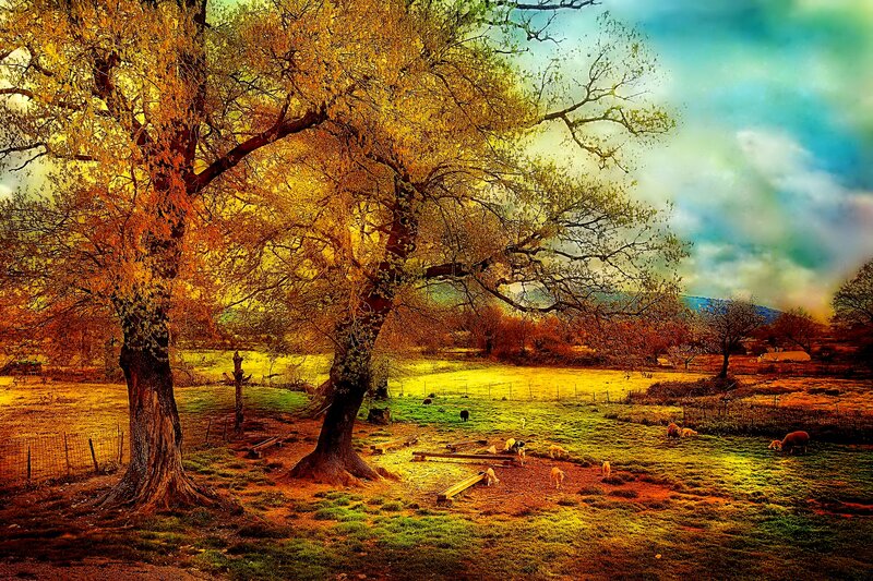 Sheep Grazing in Field — Yellow