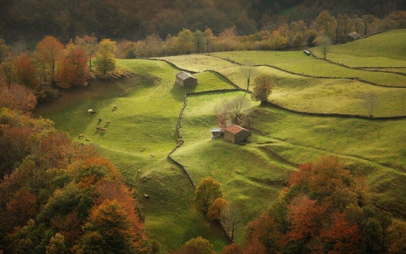 Sheep Grazing in Fields — Green