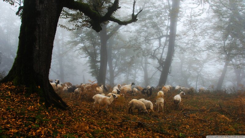 Sheep Grazing in Forest — Brown