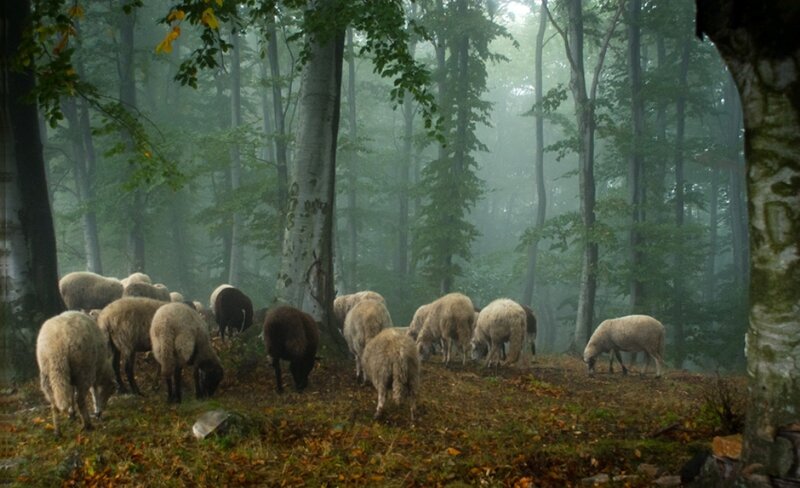 Sheep Grazing in Forest