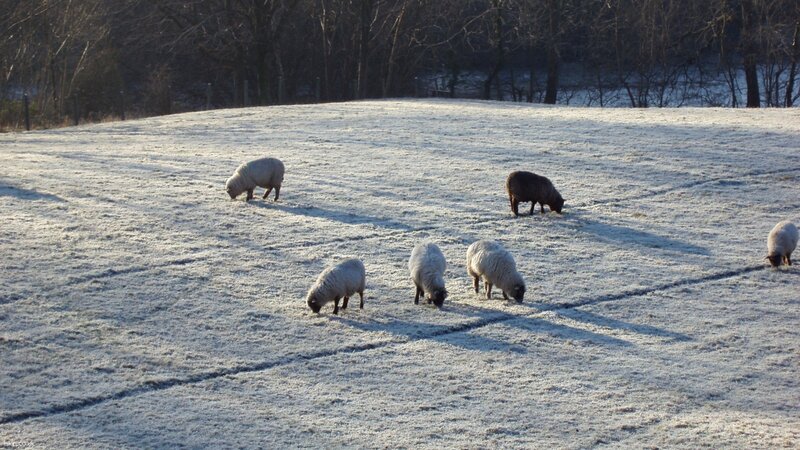 Sheep grazing in frosty field