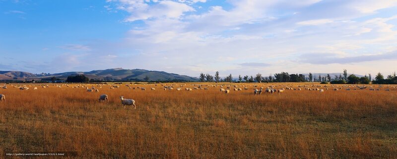 Sheep grazing in golden field
