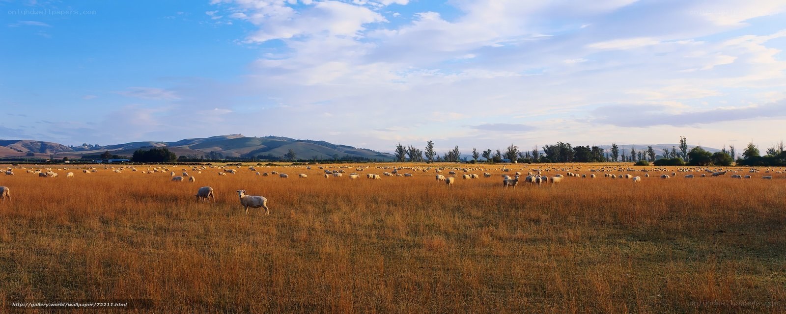 Sheep grazing in golden field