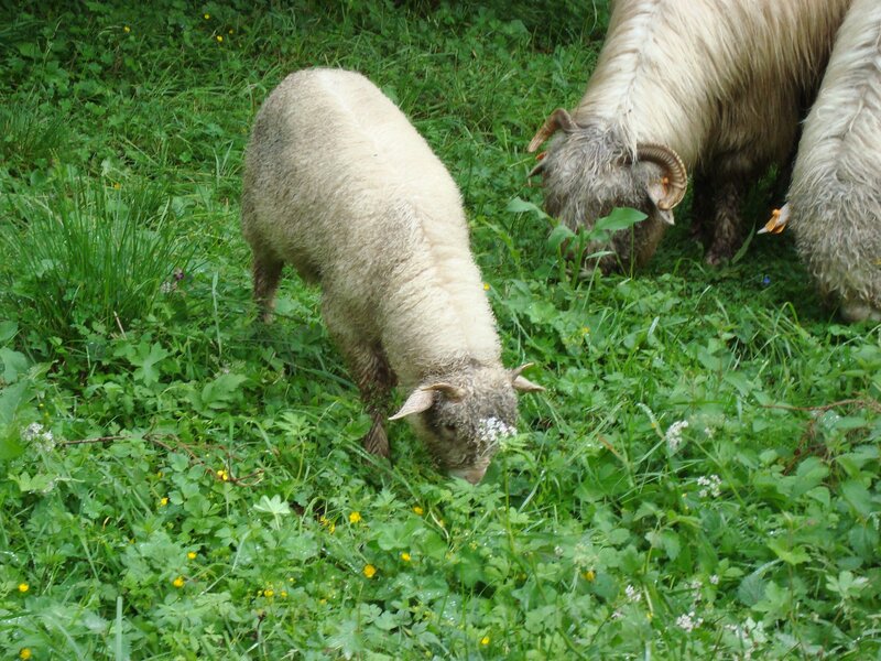 Sheep Grazing in Grass