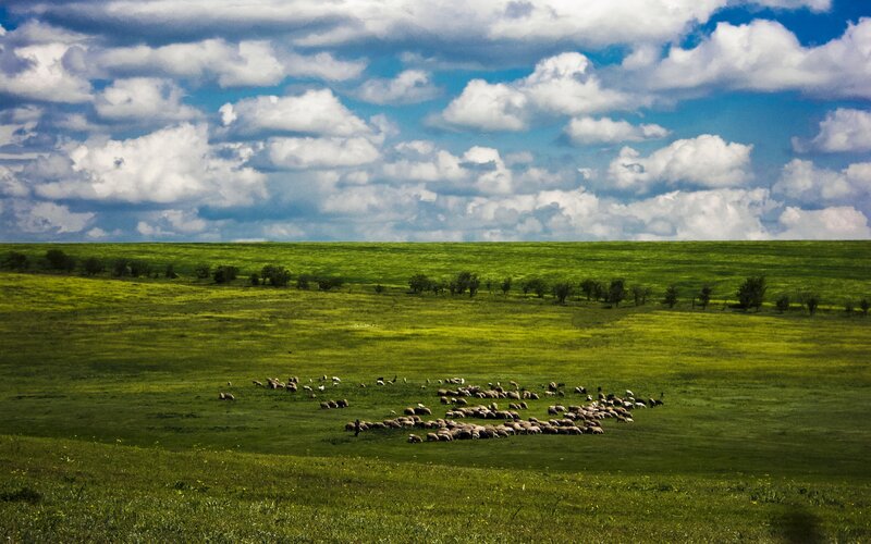 Sheep grazing in green field