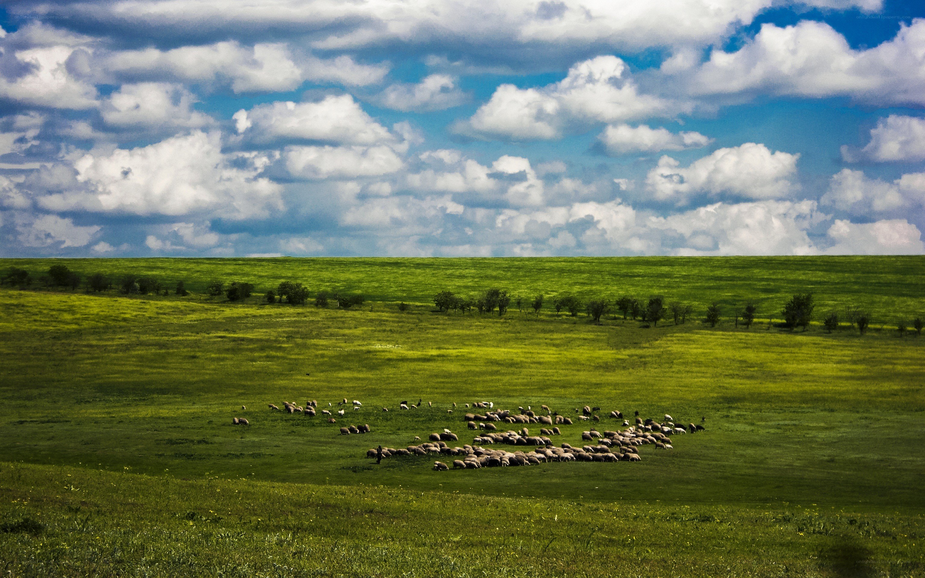 Sheep grazing in green field