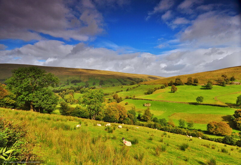 Sheep grazing in green hills