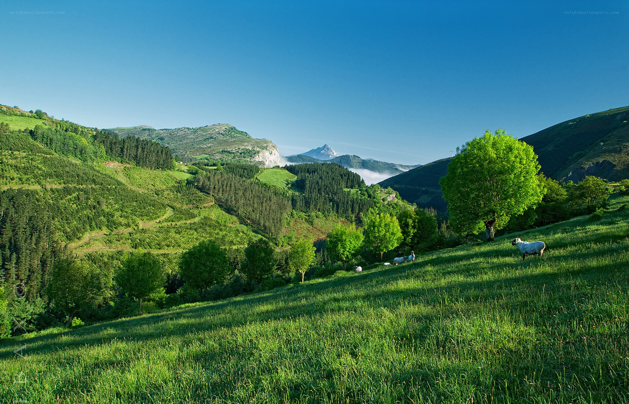 Sheep grazing in green valley