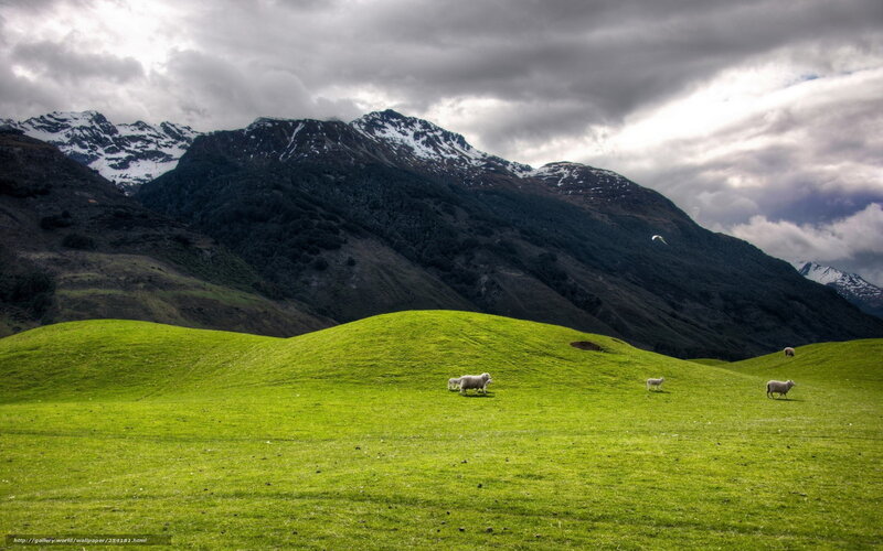Sheep grazing in green valley