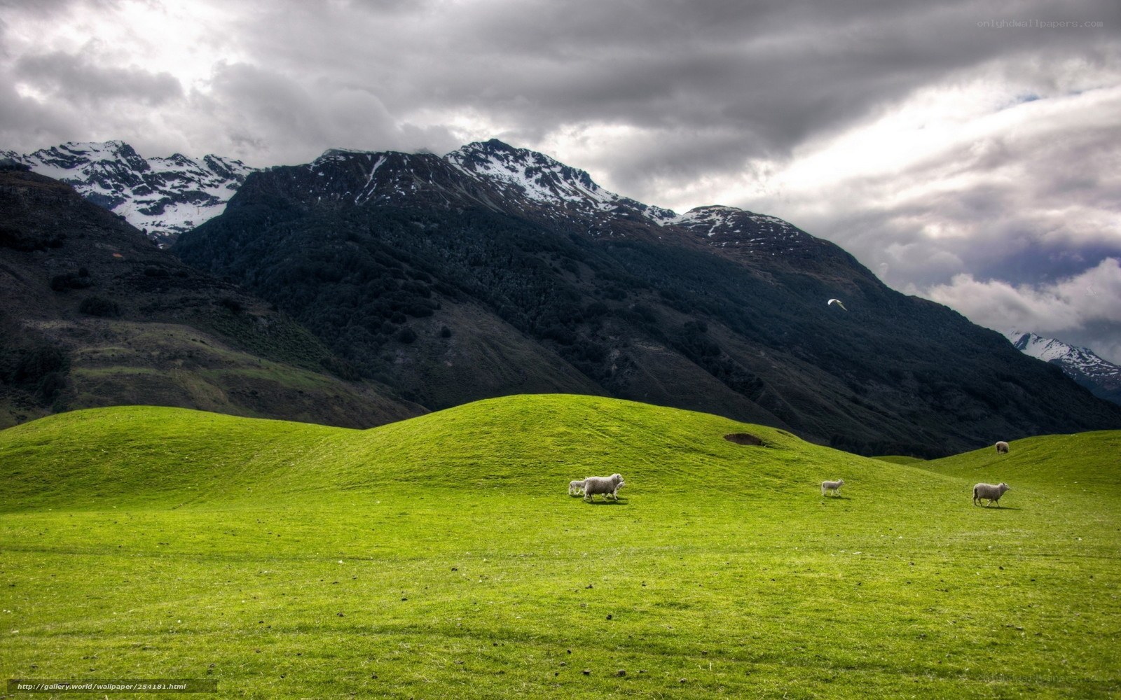 Sheep grazing in green valley