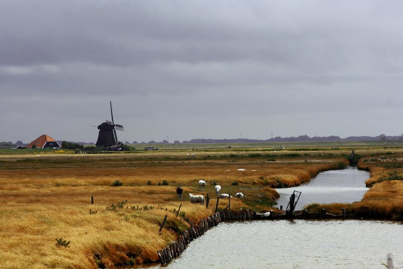 Sheep Grazing in Marsh