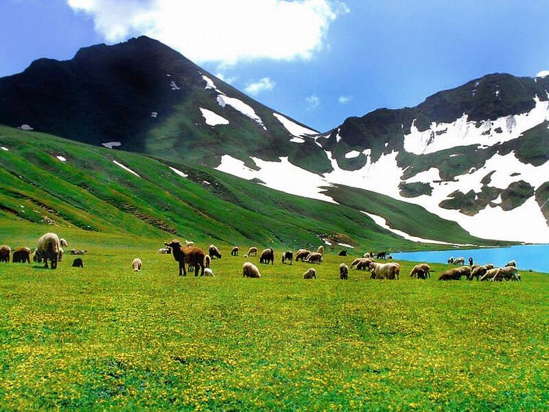 Sheep Grazing in Meadow