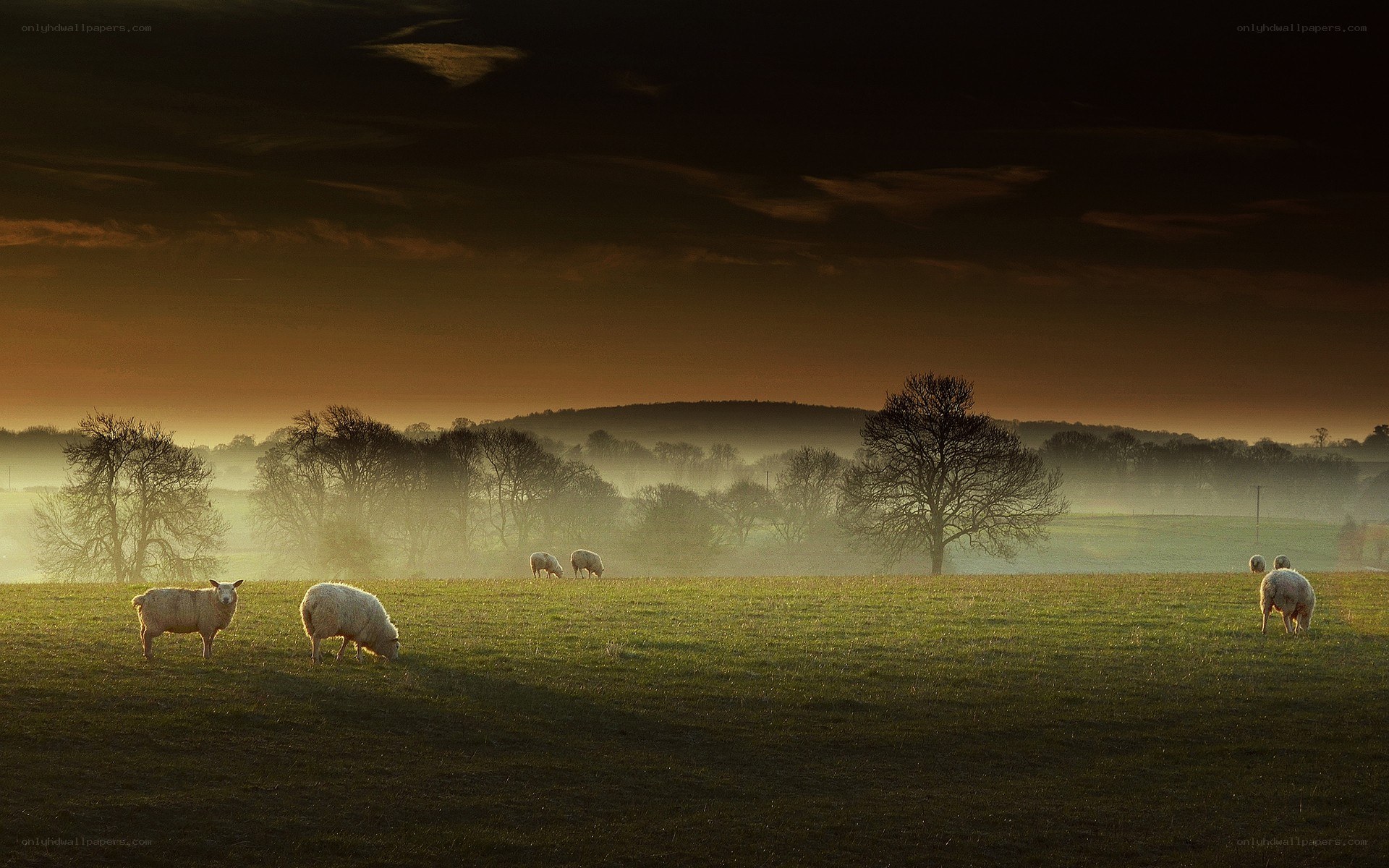 Sheep grazing in misty field