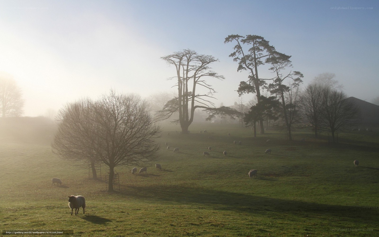 Sheep grazing in misty field