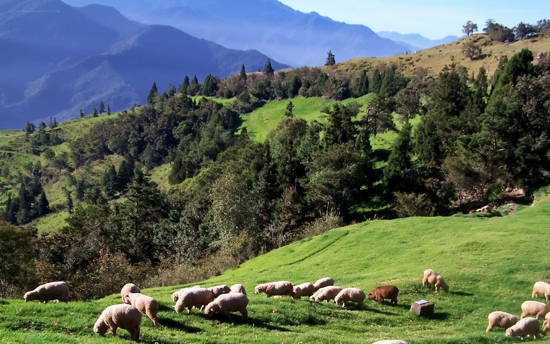 Sheep grazing in mountain meadow