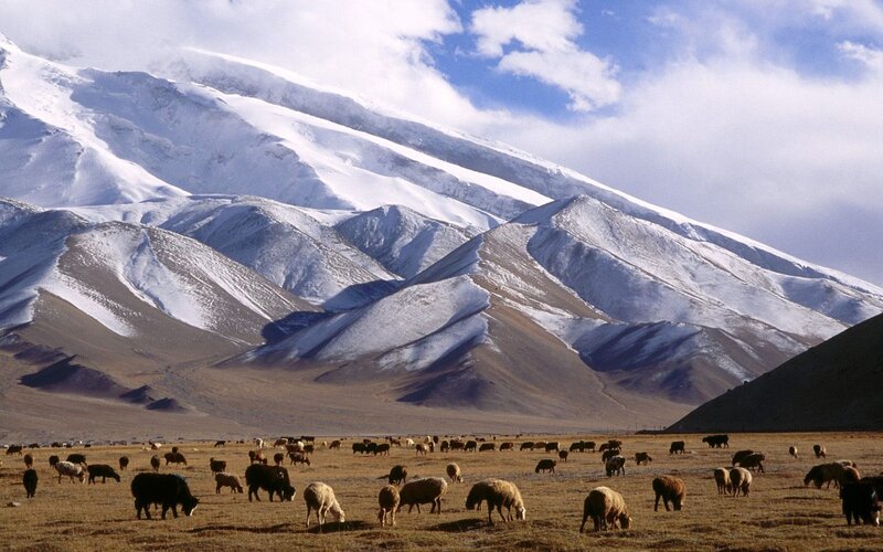 Sheep grazing in mountain valley