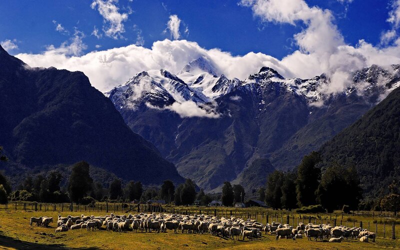 Sheep grazing in mountain valley