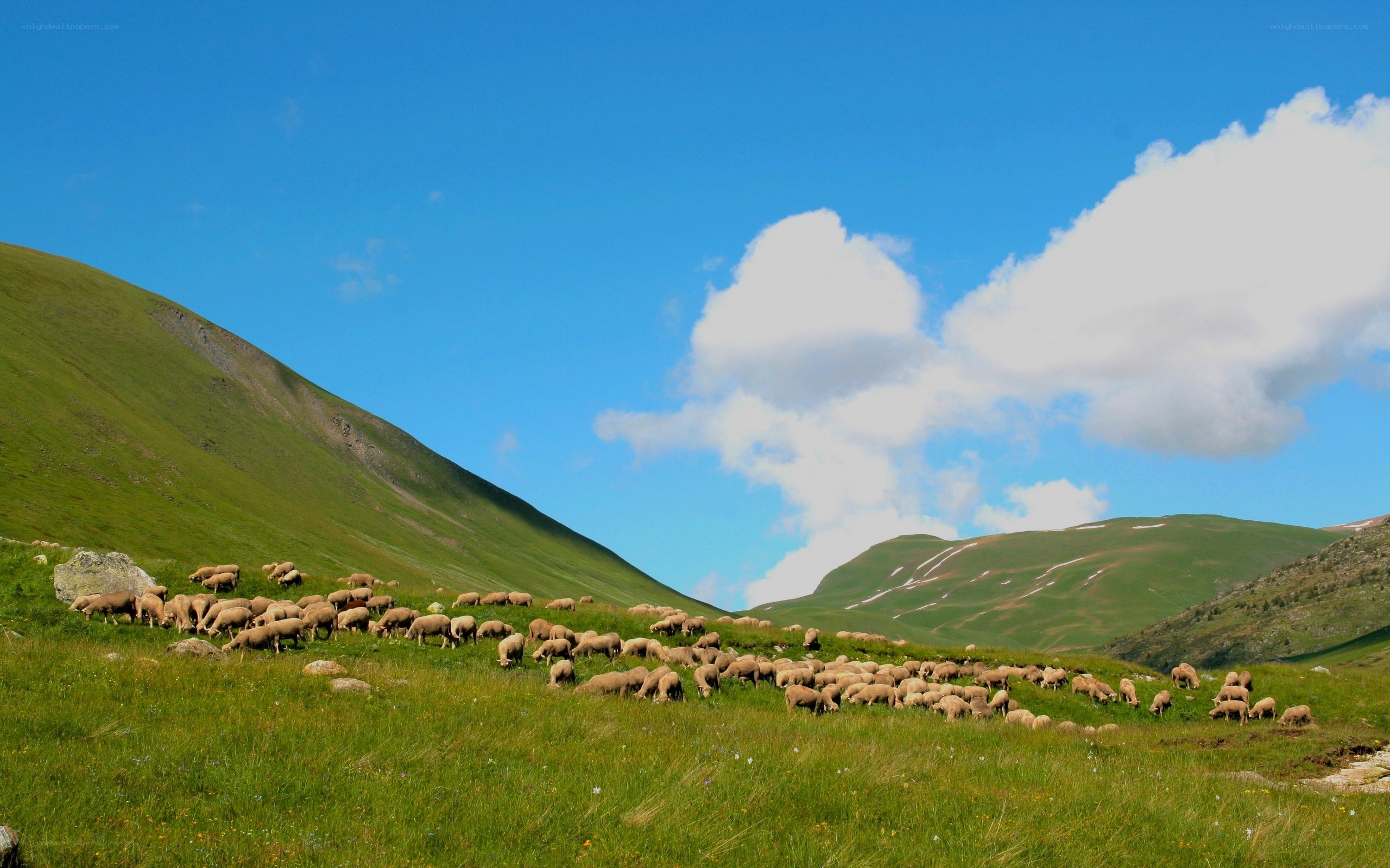Sheep grazing in mountain valley