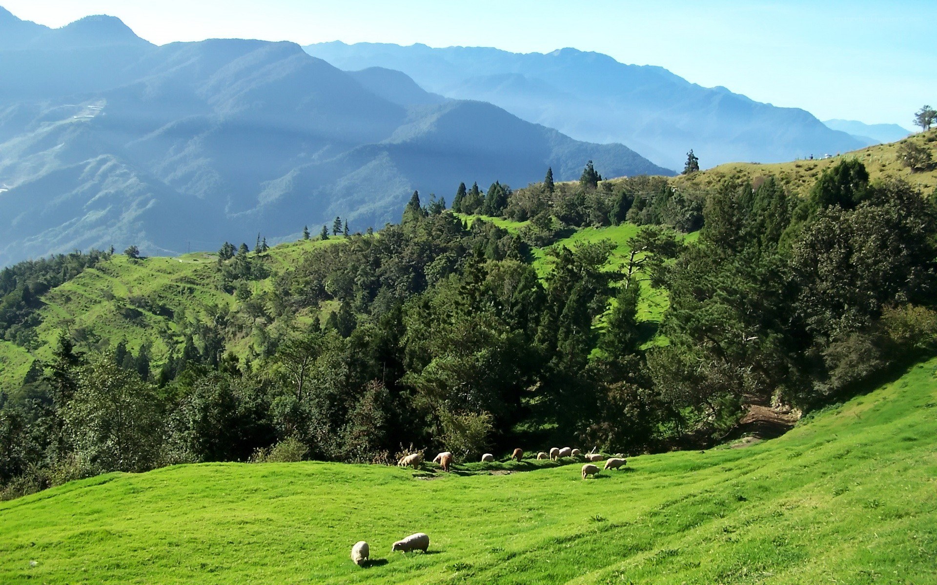 Sheep grazing in mountain valley
