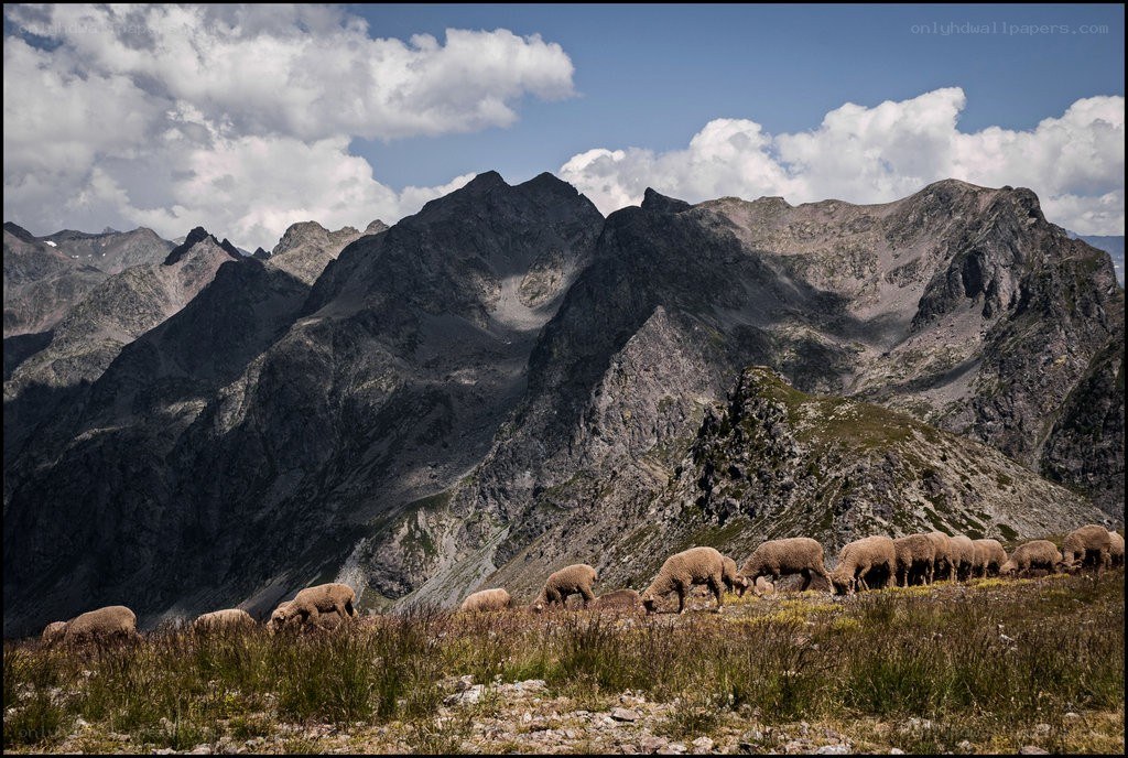 Sheep grazing in mountain valley