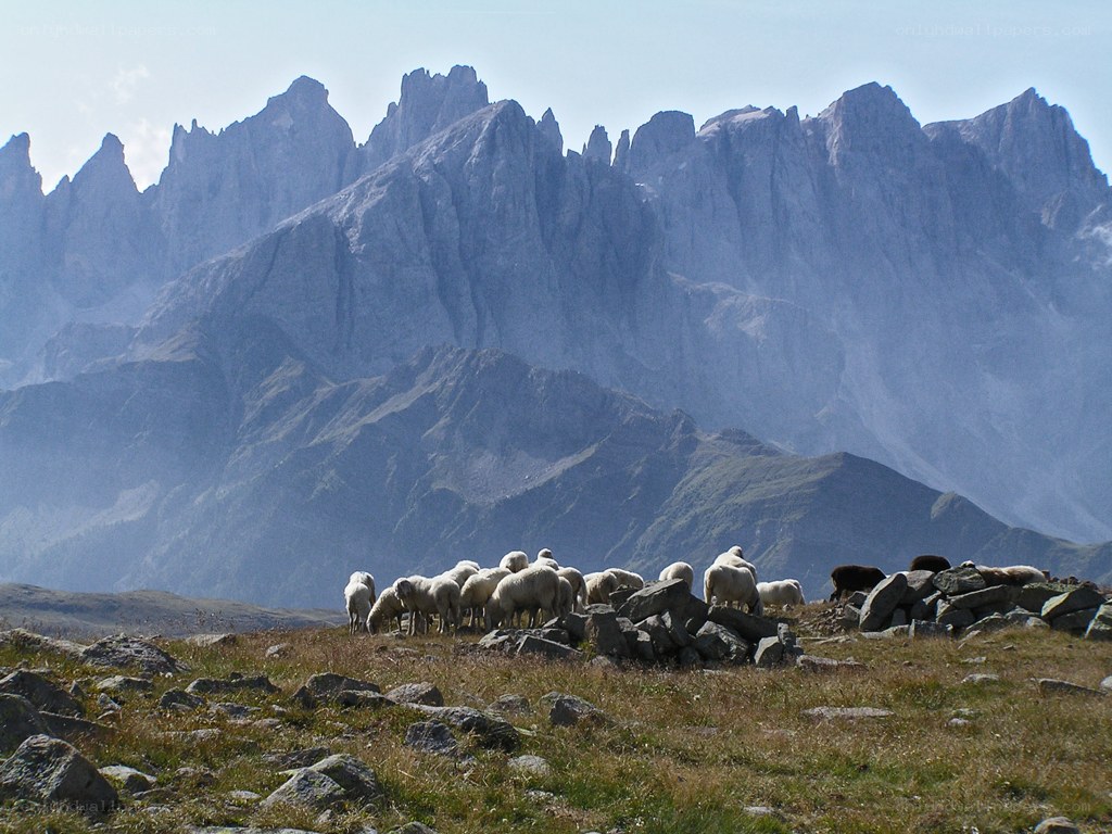 Sheep grazing in mountain valley