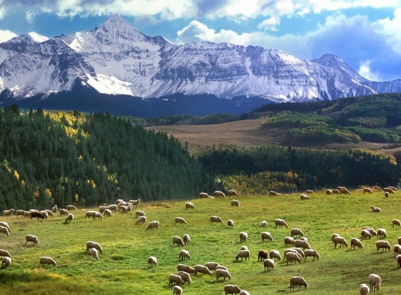 Sheep grazing in mountain valley