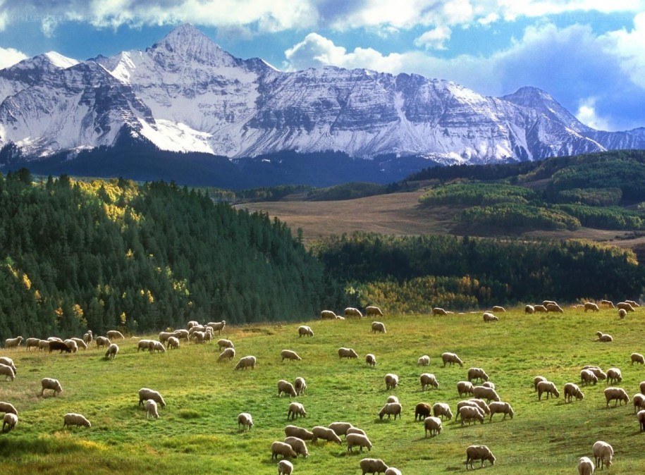 Sheep grazing in mountain valley
