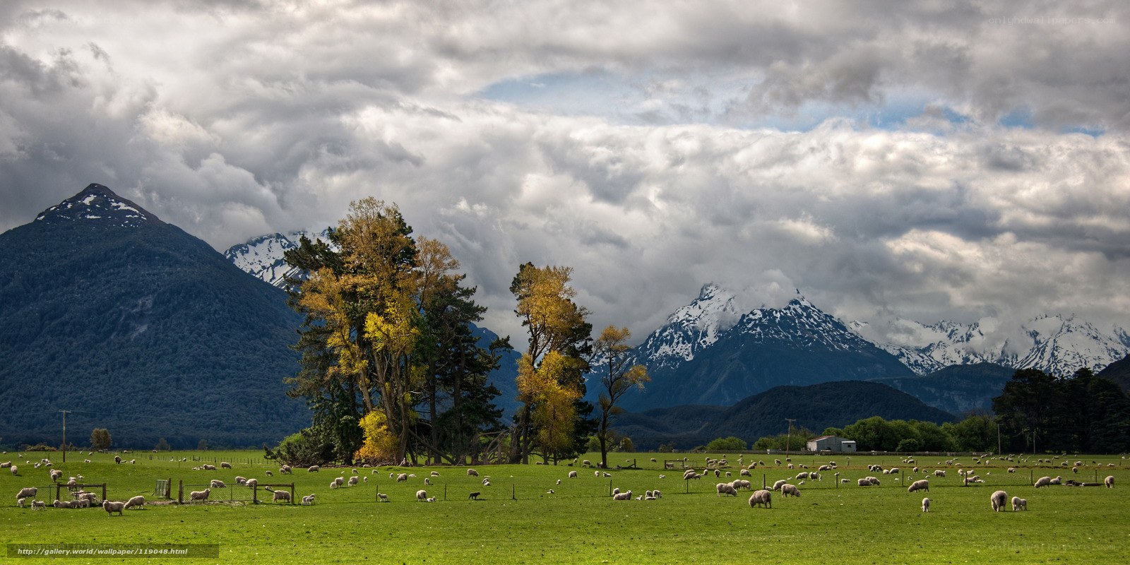 Sheep grazing in mountain valley
