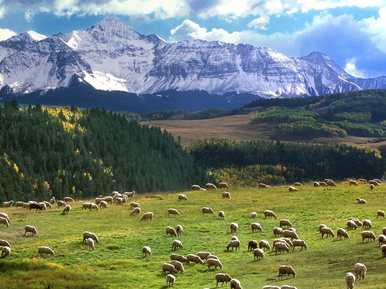 Sheep grazing in mountain valley