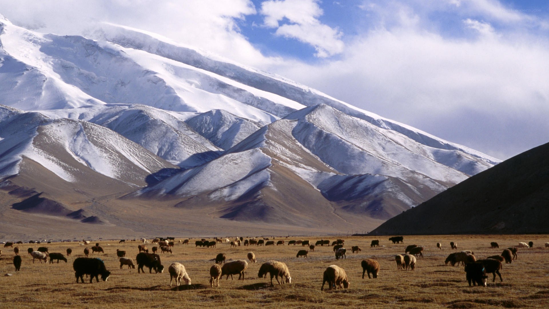 Sheep grazing in mountain valley
