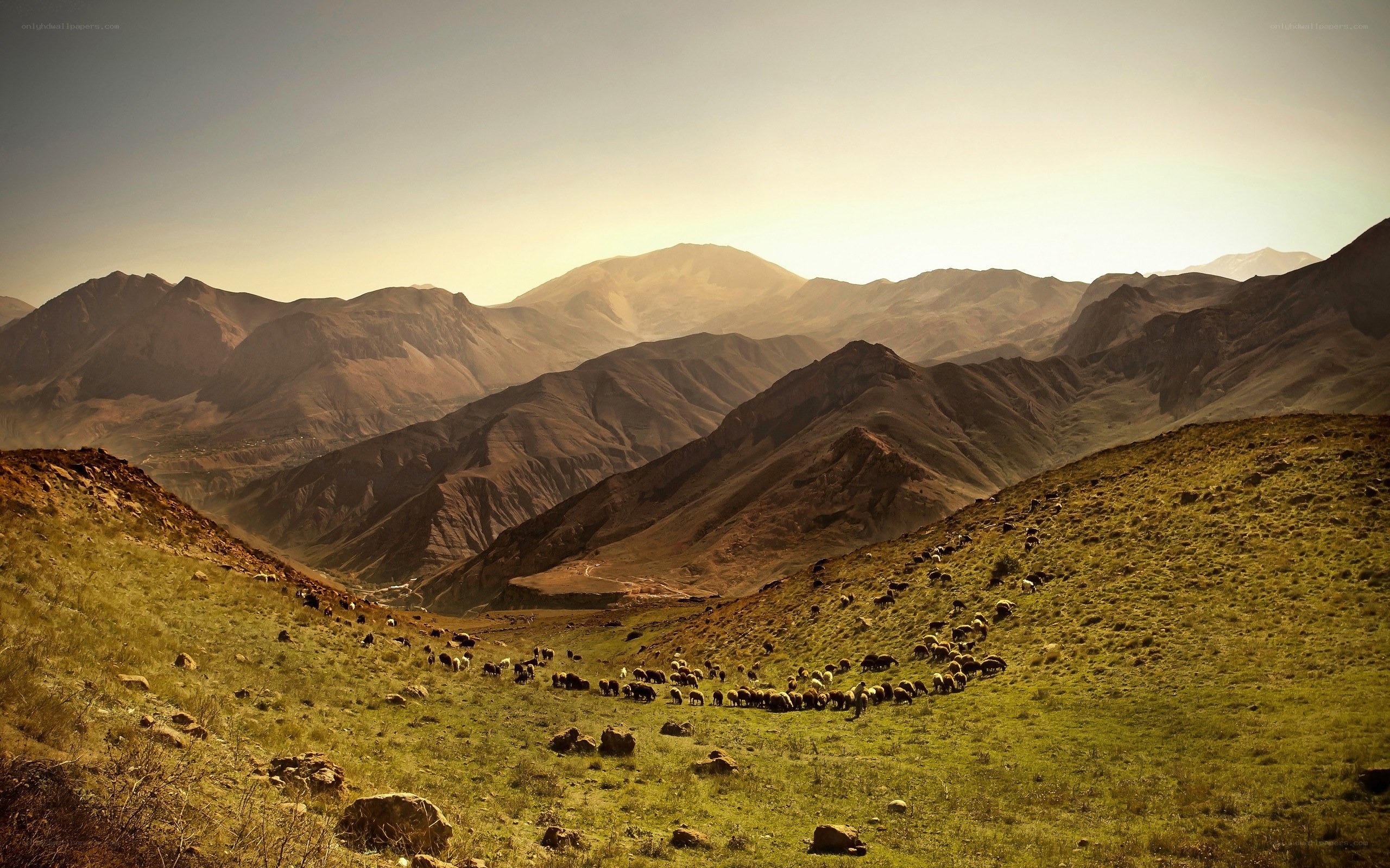 Sheep grazing in mountain valley