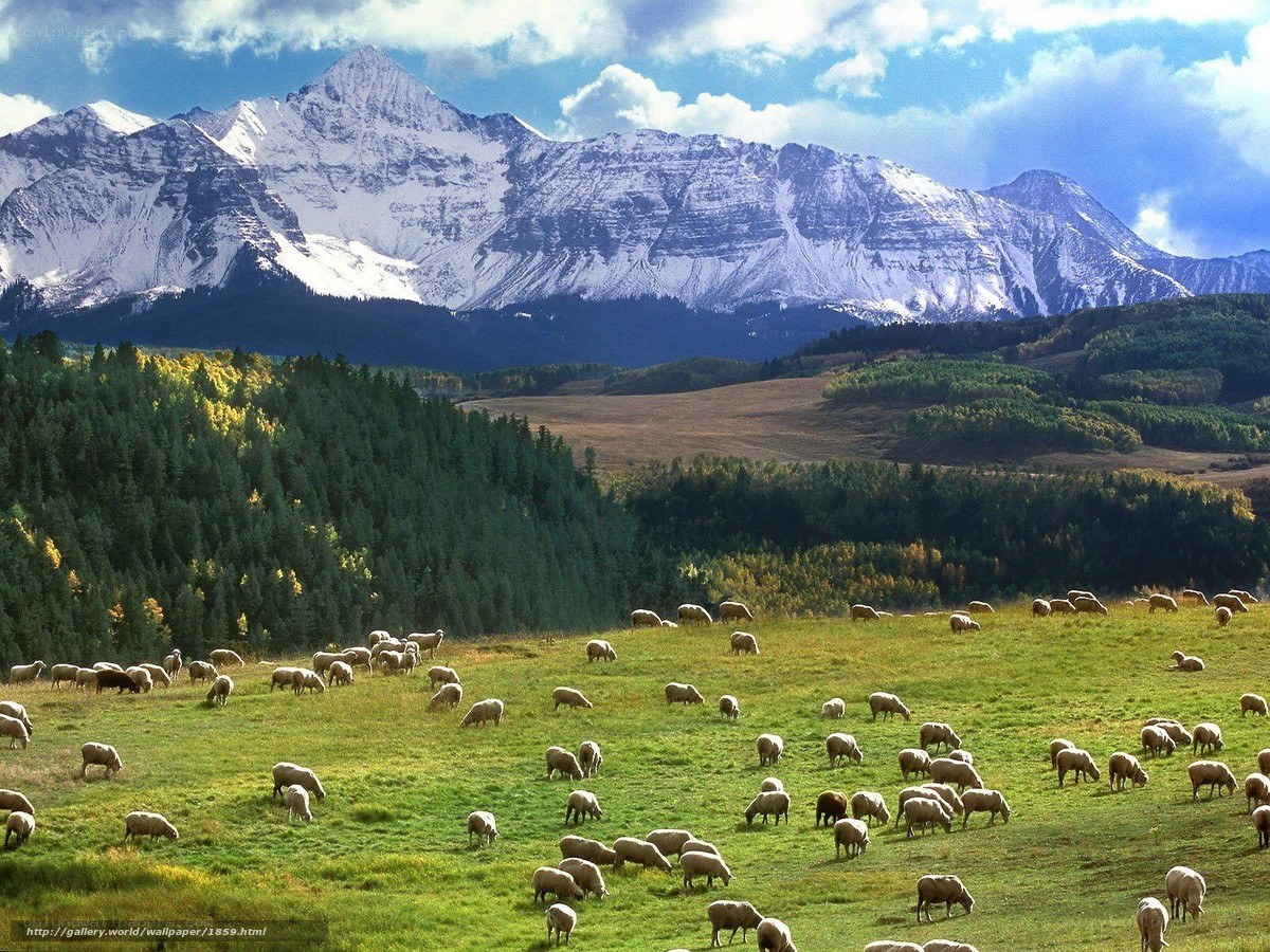 Sheep grazing in mountain valley