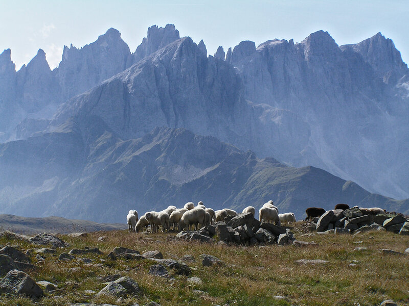 Sheep Grazing in Mountains — Gray, Serene
