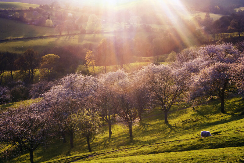 Sheep Grazing in Orchard