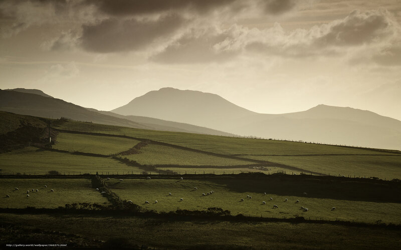 Sheep grazing in rolling hills